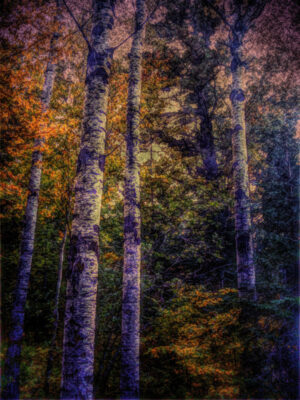 Longing - Animated Birch Forest, from GONE (Digital Illustration)